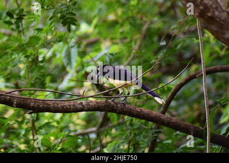 Nahaufnahme eines eichelhähers, der auf einem Ast eines grünen Baumes sitzt Stockfoto