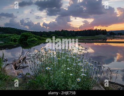 Dalmatinische Pellitorblumen am Seeufer vor einer grünen Wiese und blauem Himmel mit Wolken bei Sonnenuntergang Stockfoto