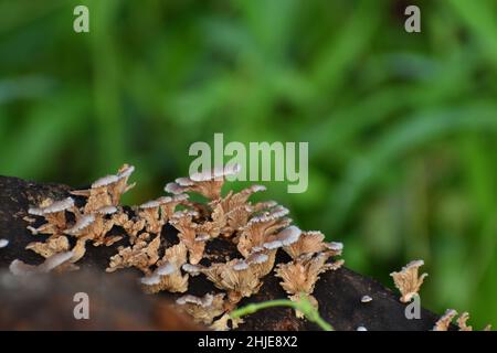 Pilze wachsen auf Holzbalken Stockfoto