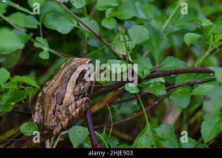 Frosch versteckt sich zwischen nassen grünen Blättern. Stockfoto