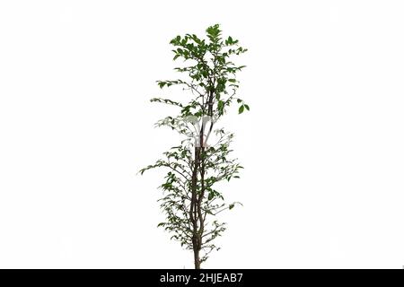 Grüne Bäume isoliert auf weiss. Dekorativer grüner Baum Stockfoto