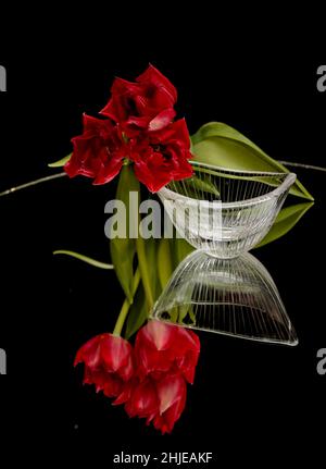 Drei rote Tulpen mit Spiegelung Stockfoto