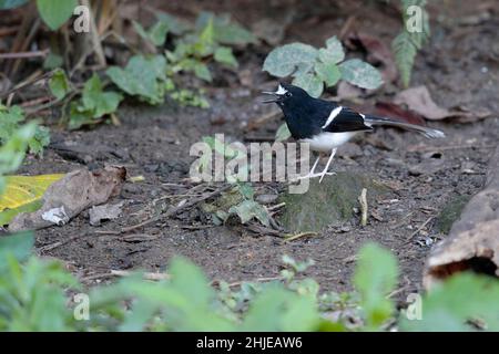 Weißgekrönter Gabelschwanz (Enicurus leschenaulti), südwestlich der Provinz Yunnan, China 24. Dezember 2018 Stockfoto