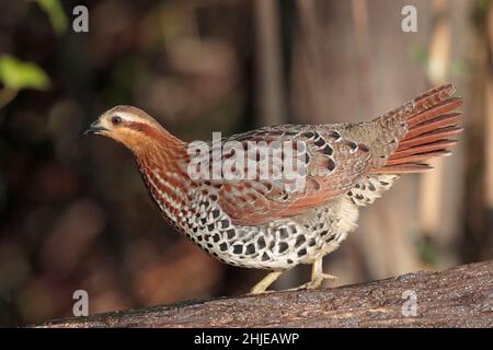 Bambusicola fytchii, südwestlich der Provinz Yunnan, China 1. Januar 2019 Stockfoto