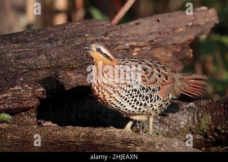 Bambusicola fytchii, südwestlich der Provinz Yunnan, China 1. Januar 2019 Stockfoto