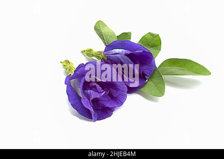 Schmetterlingsblüten auf weißem Hintergrund, selektiver Fokus, beliebt, Clitoria ternatea Stockfoto