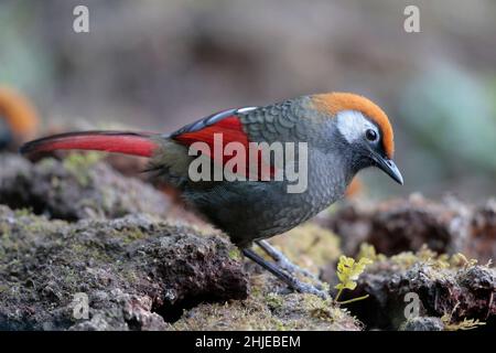 Rotschwanzlachdrossel (Trochalopteron milnei), Seitenansicht eines Erwachsenen auf einer moosigen Bank, südwestlich der Provinz Yunnan, China 2. Januar 2019 Stockfoto