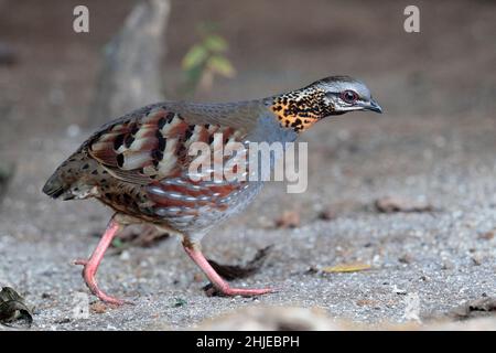 Rotkehlige Rebhuhn (Arborophila rufogularis), einzelner männlicher Vogel, Nahrungssuche, südwestlich der Provinz Yunnan, China 2. Januar 2019 Stockfoto