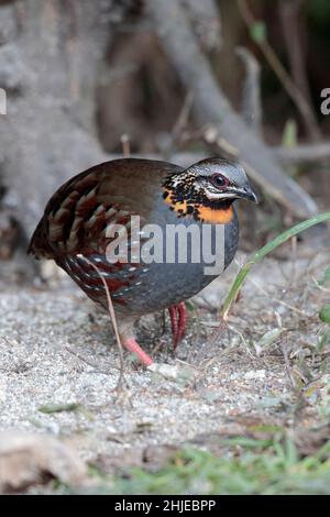 Rotkehlige Rebhuhn (Arborophila rufogularis), einzelner männlicher Vogel, Nahrungssuche, südwestlich der Provinz Yunnan, China 2. Januar 2019 Stockfoto