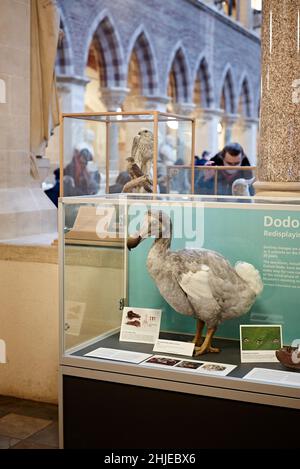 Oxford Naturkundemuseum Dodo - der Oxford Dodo ist das bekannteste Exemplar des Museums. Es sind die vollständigsten Überreste. Stockfoto