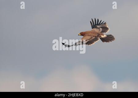 Steppe Eagle (Aquila nipalensis), Single Bird im Flug, nahe Yingjiang Stadt, Southwest Yunnan Province, China 29. Dezember 2018 Stockfoto