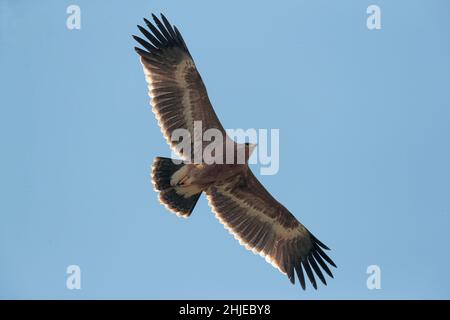 Steppe Eagle (Aquila nipalensis), Single Bird im Flug, nahe Yingjiang Stadt, Southwest Yunnan Province, China 29. Dezember 2018 Stockfoto