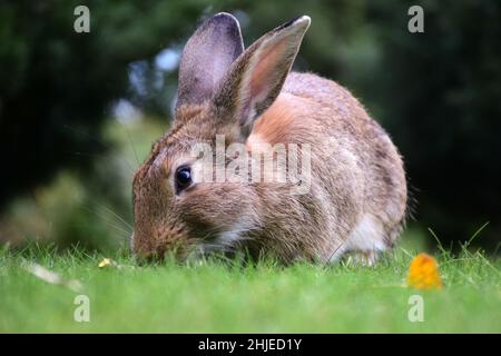 Großes Kaninchen aus der Nähe sitzt auf grünem Gras im Park. Bäume im unscharfen Hintergrund Stockfoto