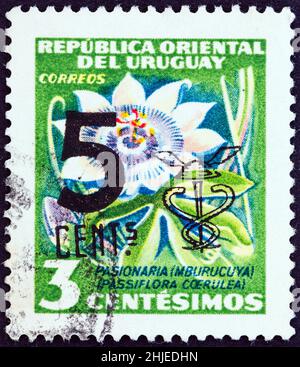 URUGUAY - UM 1958: Eine in Uruguay gedruckte Marke zeigt die Blaue Passionsblume (Passiflora caerulea), um 1958. Stockfoto