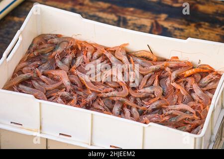 Frisch gefangene Garnelen und andere Fische in Plastikkisten auf einem Holzboot, das bereit ist, auf dem Fischmarkt verkauft zu werden Stockfoto