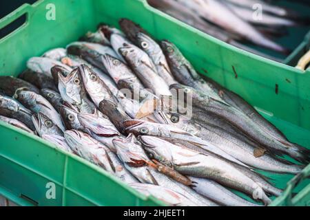 Frisch gefangener Kabeljau oder Kabeljau in Plastikkisten auf einem Holzboot, das bereit ist, auf dem Fischmarkt verkauft zu werden Stockfoto