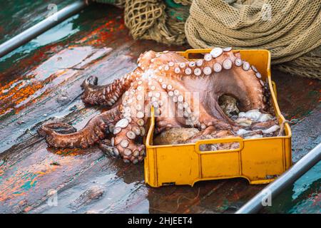 Frisch gefangener großer Oktopus in einer Plastikkiste auf einem Holzboot mit Netzen, die bereit sind, auf dem Fischmarkt verkauft zu werden Stockfoto