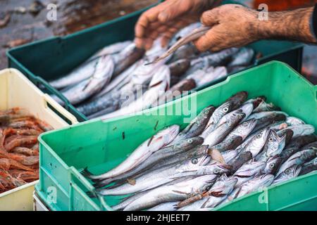 Verschiedene frisch gefangene Fische in Plastikkisten auf einem hölzernen Fischerboot, das von einem Fischer ausgewählt wurde, um auf dem Fischmarkt verkauft zu werden. Garnelen, Meer Stockfoto