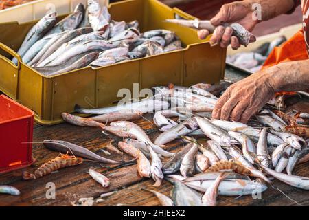 Verschiedene frisch gefangene Fische in Plastikkisten auf einem hölzernen Fischerboot, das von einem Fischer ausgewählt wurde, um auf dem Fischmarkt verkauft zu werden. Garnelen, Meer Stockfoto