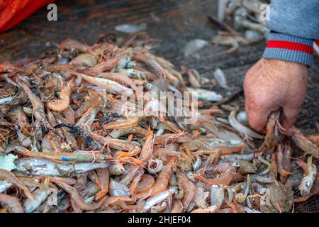 Verschiedene frisch gefangene Fische auf einem hölzernen Fischerboot, das von einem Fischer ausgewählt und bereit ist, auf dem Fischmarkt mit Plastikstücken verkauft zu werden Stockfoto