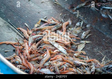 Verschiedene frisch gefangene Fische auf einem hölzernen Fischerboot, das von einem Fischer ausgewählt und bereit ist, auf dem Fischmarkt mit Plastikstücken verkauft zu werden Stockfoto