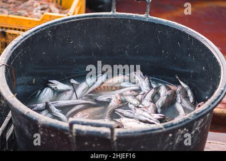 Verschiedene frisch gefangenen Fisch in einem schwarzen Plastikkorb auf einem hölzernen Fischerboot. Garnelen, Seebarsch, Kabeljau, Meeräsche oder Ziegenfische Stockfoto