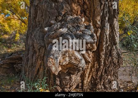 Burl wächst auf einem alten Baumstamm aus Baumwollholz, in der Nähe des Gila River und der Old Safford Bridge, Gila Box Riparian National Conservation Area, in der Nähe von Clifton, Arizona Stockfoto
