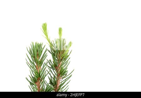 Junge Triebe an den Spitzen eines Fichtenzweiges. Speicherplatz kopieren. Stockfoto