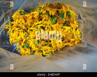 Viele frische Arnika Kräutertees gesammelt, während Wandern in den Bergen im Sommer Stockfoto