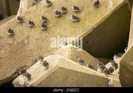 Der Purple Sandpiper ist ein kleiner, stämmiger Wintermigrant, der den Winter an den felsigen Ufern Großbritanniens verbringt. Sie brüten in Tundra-Regionen Stockfoto