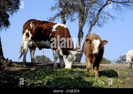 frankreich Kuhzucht alberes pyrenees orientales Stockfoto