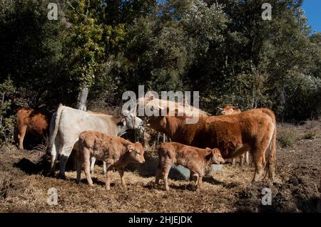 frankreich Kuhzucht alberes pyrenees orientales Stockfoto