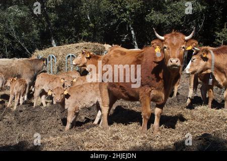 frankreich Kuhzucht alberes pyrenees orientales Stockfoto