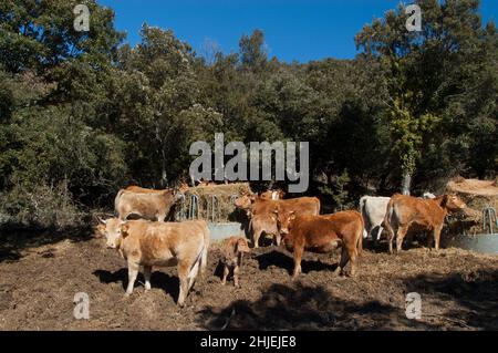 frankreich Kuhzucht alberes pyrenees orientales Stockfoto