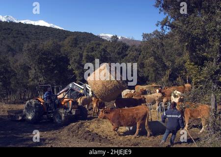 frankreich Kuhzucht alberes pyrenees orientales Stockfoto