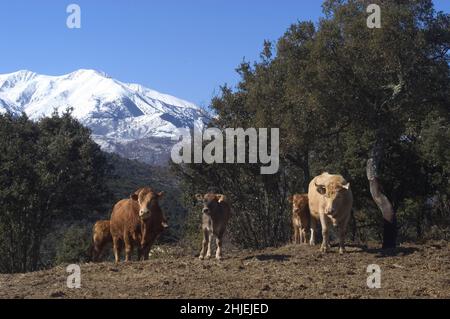 frankreich Kuhzucht alberes pyrenees orientales Stockfoto