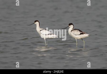 Die Pied Avocet ist ein großer Schwarz-Weiß-Watvögel aus der Avocet- und Stelzenfamilie Recurvirostridae. Stockfoto