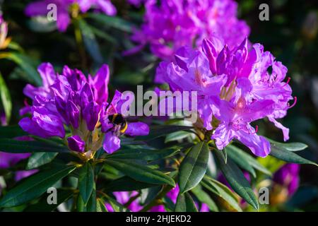 Eine Nahaufnahme eines violetten Rhododendrons Stockfoto