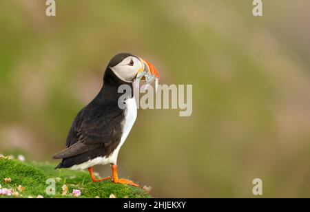 Nahaufnahme des Atlantischen Papageitauchtauchtauchens mit Sandaalen, die im Sommer in Großbritannien auf Gras stehen. Stockfoto