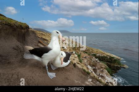 Nahaufnahme der Schwarzbrauen Albatrosses an der Küste der Falklandinseln. Stockfoto