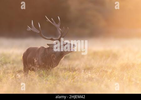 Nahaufnahme eines Rothirschanrufers während der Brunftzeit bei Sonnenaufgang, Großbritannien. Stockfoto