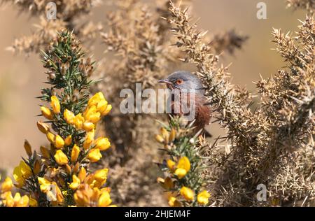 Nahaufnahme eines Dartford-Waldsänger, der auf einem Gorse in Großbritannien thront. Stockfoto