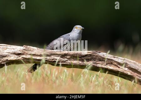 Nahaufnahme eines Kuckucks auf einem Baum, Großbritannien. Stockfoto