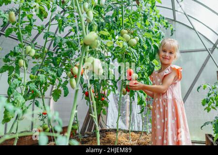 Portrait von kleinen lächelnden Mädchen helfen, zu ernten. Tomatenzweige in den Händen im Gewächshaus-Dorf halten. Seitenansicht Stockfoto