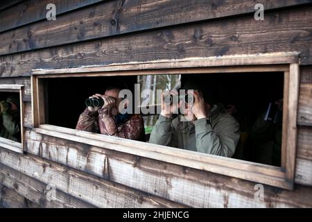 Der Wildhüter Gary Taylor (rechts) und Stephen Murphy von Natural England schauen durch ein Fernglas, um in den Plantati der Druiden nach den Harriers zu suchen Stockfoto