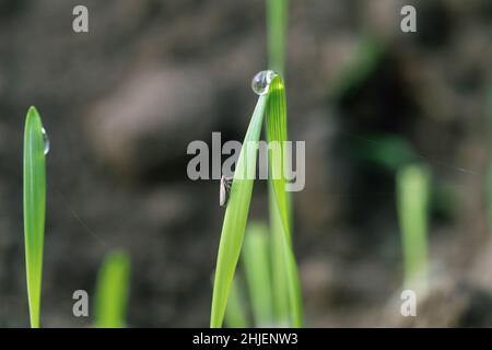 Leafhopper Psammotettix alienus auf Wintergetreide. Ist ein häufiger Schädling von Getreidepflanzen im Herbst in Europa und ein Vektor-WDV. Stockfoto