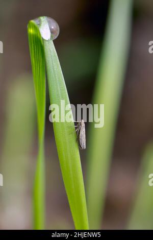 Leafhopper Psammotettix alienus auf Wintergetreide. Ist ein häufiger Schädling von Getreidepflanzen im Herbst in Europa und ein Vektor-WDV. Stockfoto