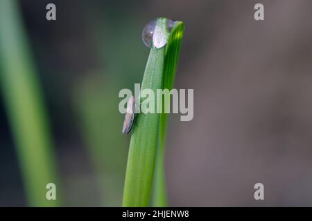 Leafhopper Psammotettix alienus auf Wintergetreide. Ist ein häufiger Schädling von Getreidepflanzen im Herbst in Europa und ein Vektor-WDV. Stockfoto