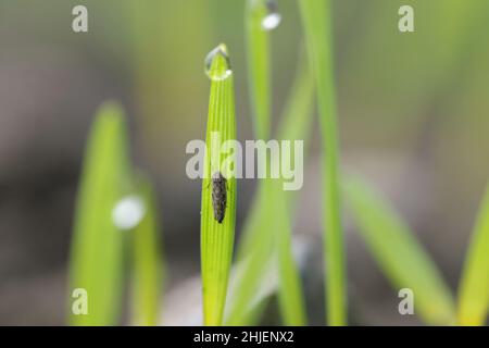 Leafhopper Psammotettix alienus auf Wintergetreide. Ist ein häufiger Schädling von Getreidepflanzen im Herbst in Europa und ein Vektor-WDV. Stockfoto