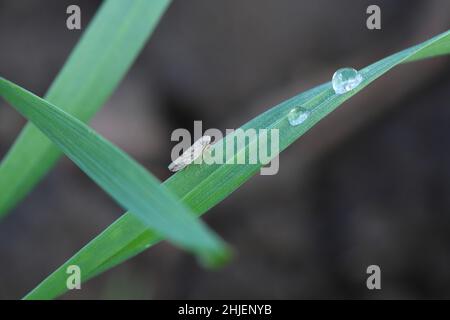 Leafhopper Psammotettix alienus auf Wintergetreide. Ist ein häufiger Schädling von Getreidepflanzen im Herbst in Europa und ein Vektor-WDV. Stockfoto
